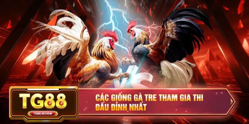 Các Giống Gà Tre Tham Gia Thi Đấu Đỉnh Nhất